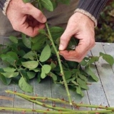 Kako razmnožiti ruže kod kuće u jesen